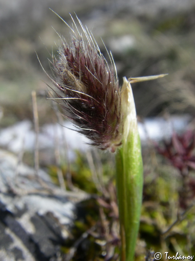 Image of Alopecurus vaginatus specimen.