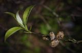 Salix caprea