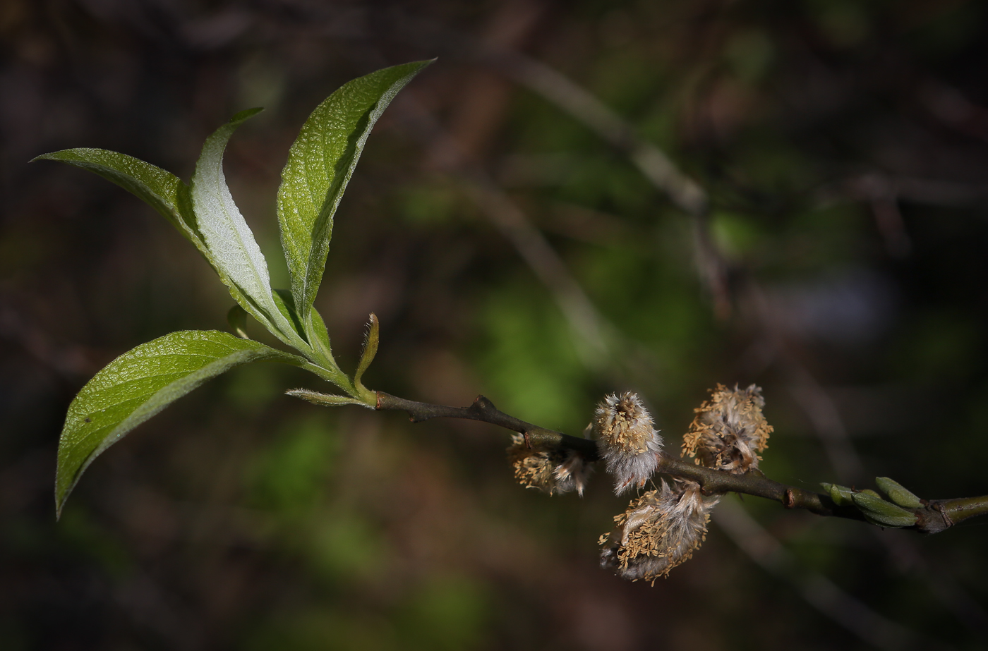 Image of Salix caprea specimen.