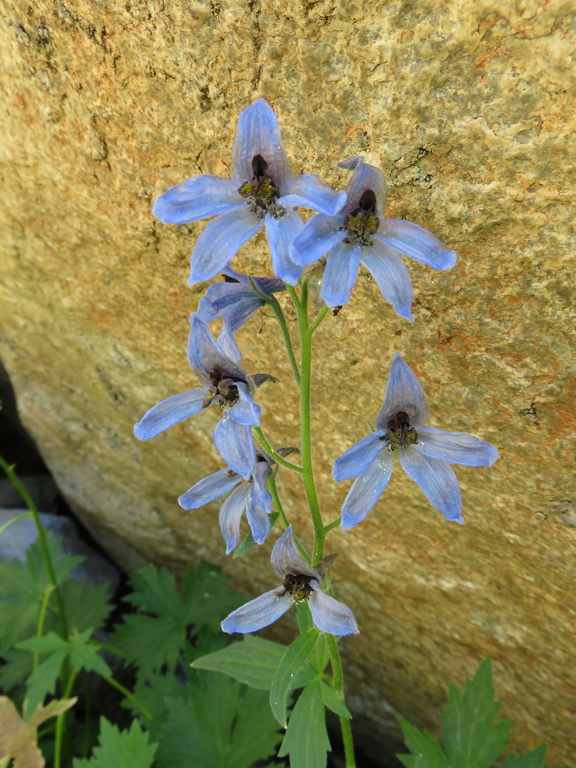 Image of Delphinium mirabile specimen.