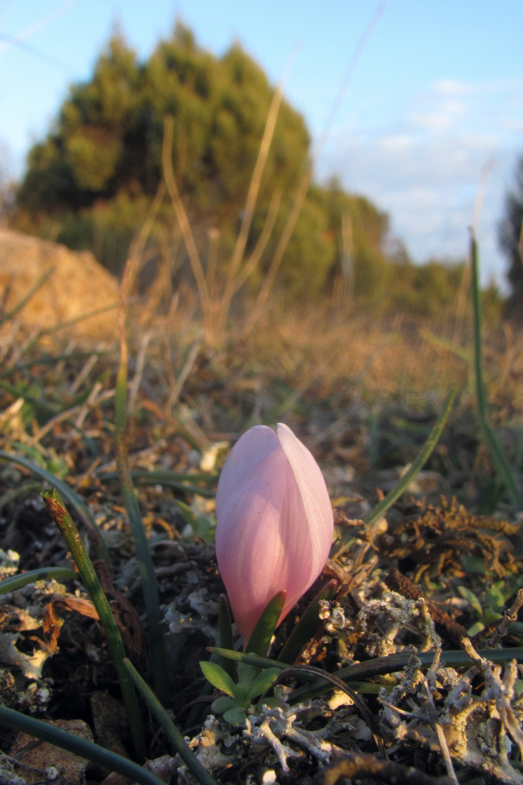 Изображение особи Colchicum triphyllum.