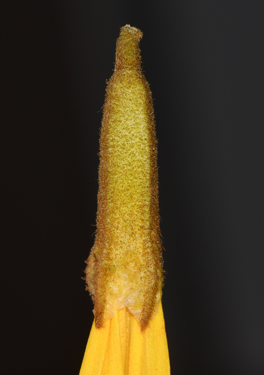 Image of Handroanthus chrysanthus specimen.