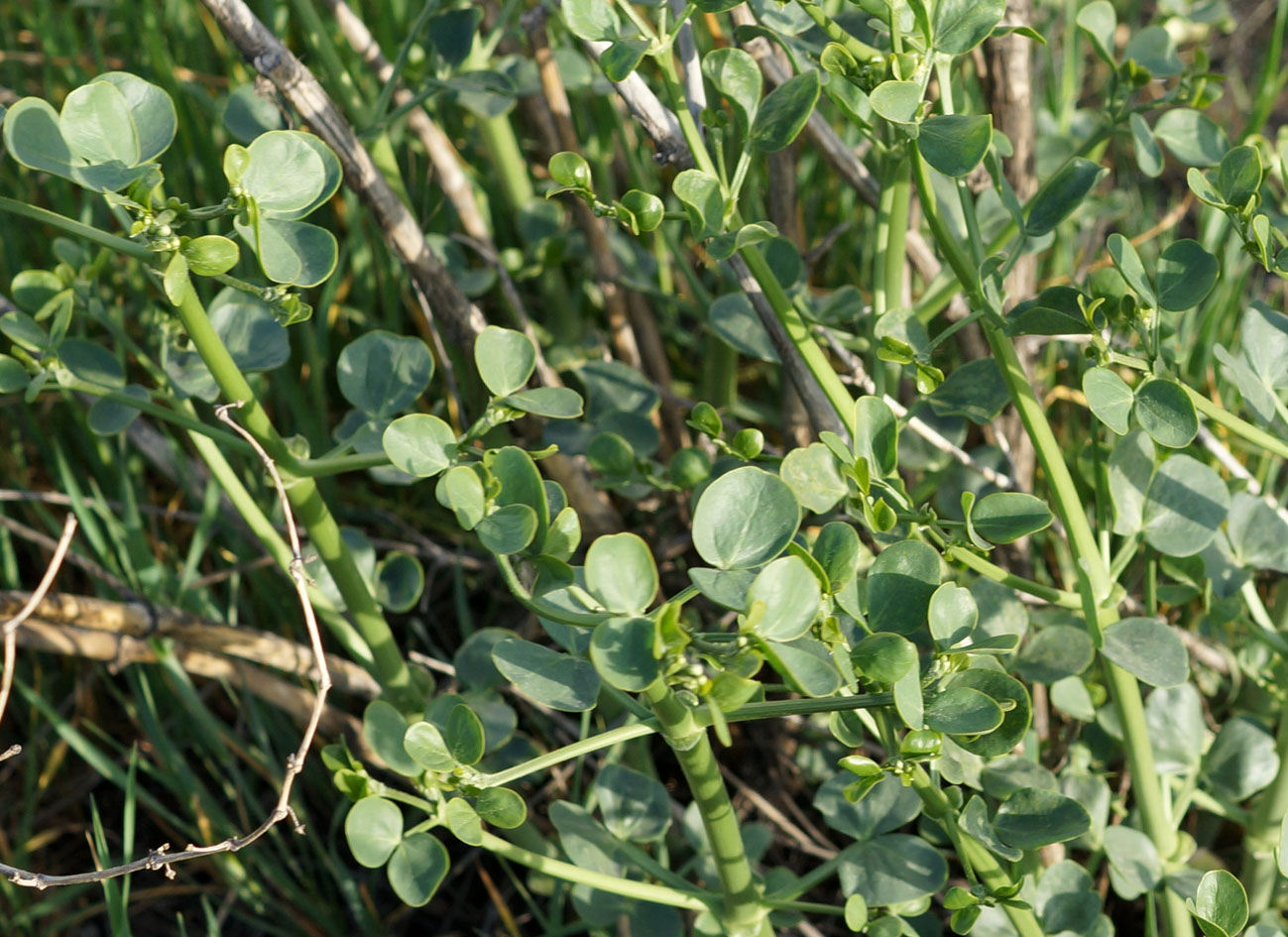 Image of Zygophyllum fabago specimen.