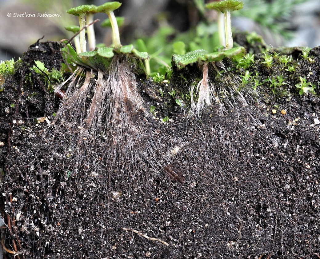 Image of Marchantia polymorpha specimen.