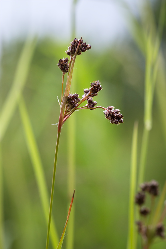 Изображение особи Luzula multiflora.