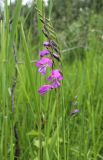 View full-size image Gladiolus imbricatus