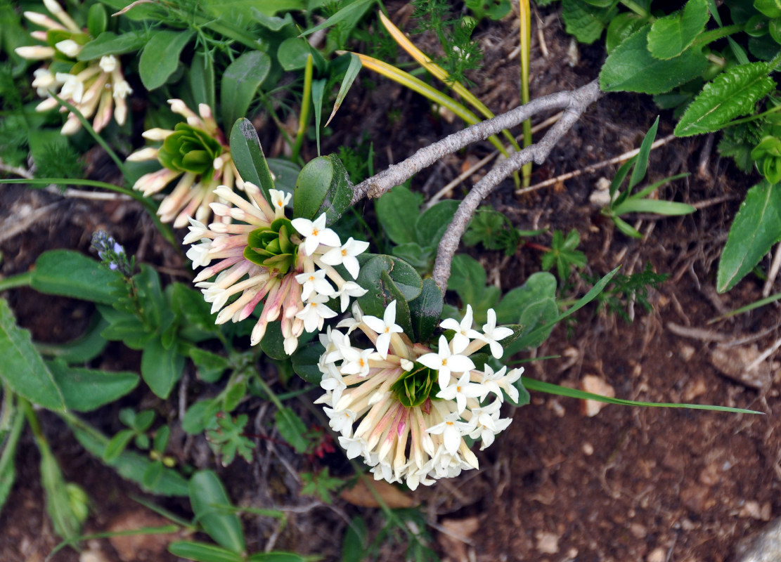 Image of Daphne glomerata specimen.