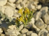 Linaria cretacea. Соцветие. Украина, Луганская обл., Меловской р-н, окр. с. Стрельцовка, меловые обнажения. 16.08.2017.