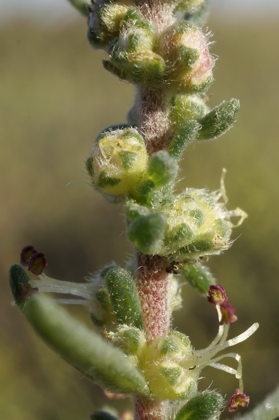 Image of Bassia laniflora specimen.