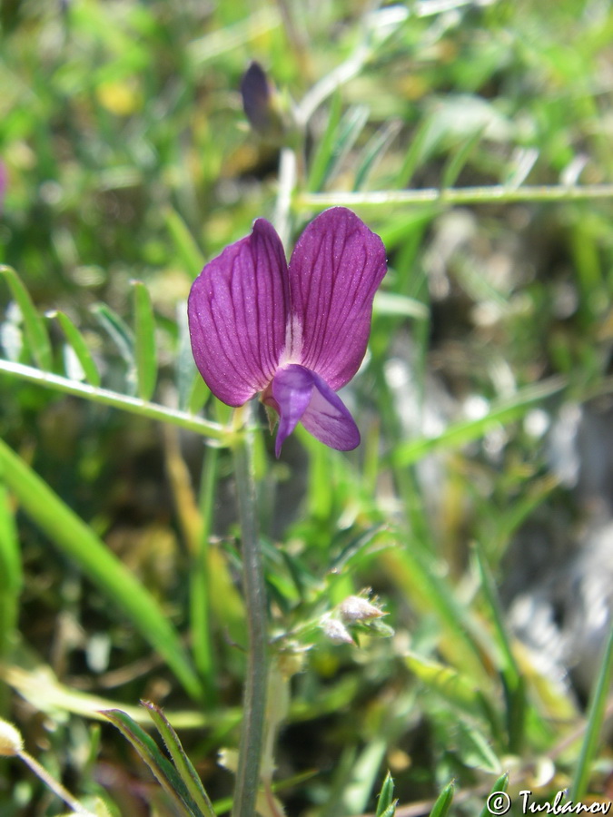 Image of Vicia peregrina specimen.