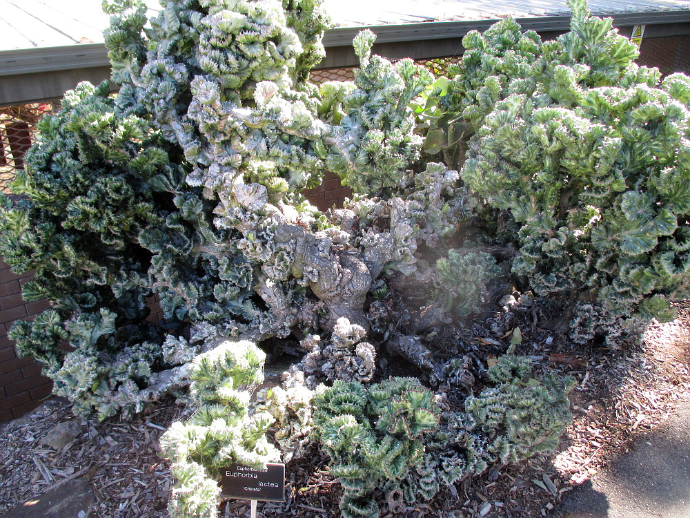 Image of Euphorbia lactea specimen.