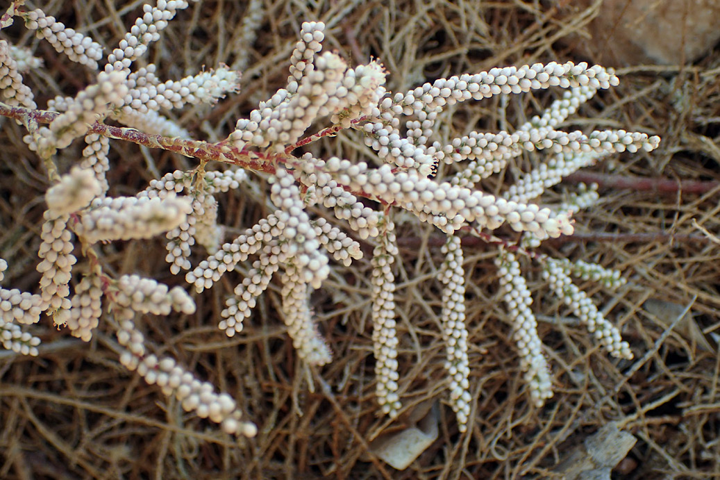 Image of Tamarix smyrnensis specimen.