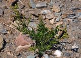 Artemisia dracunculus. Цветущее растение. Монголия, аймак Увс, перевал Оготор-Хамар-Даваа, ≈ 2100 м н.у.м., каменистый сухой склон. 12.06.2017.