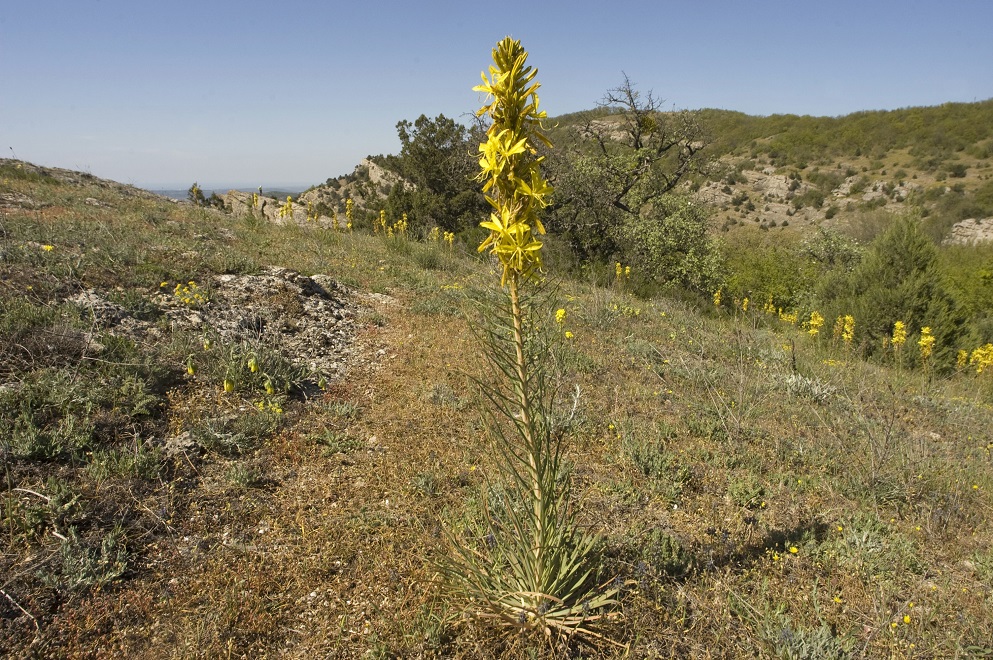 Image of Asphodeline lutea specimen.