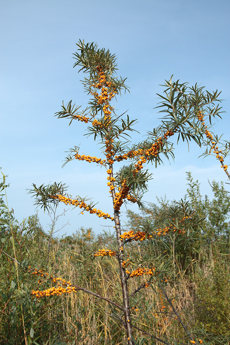 Image of Hippophae rhamnoides specimen.