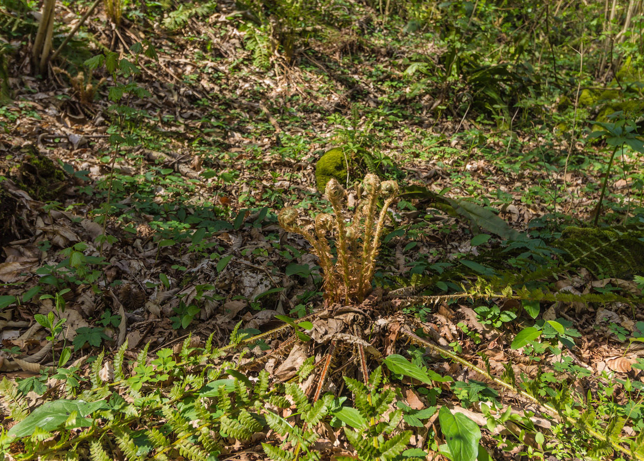 Image of Dryopteris filix-mas specimen.