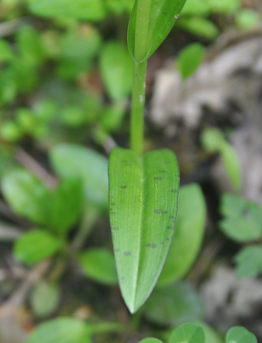 Изображение особи Dactylorhiza urvilleana.