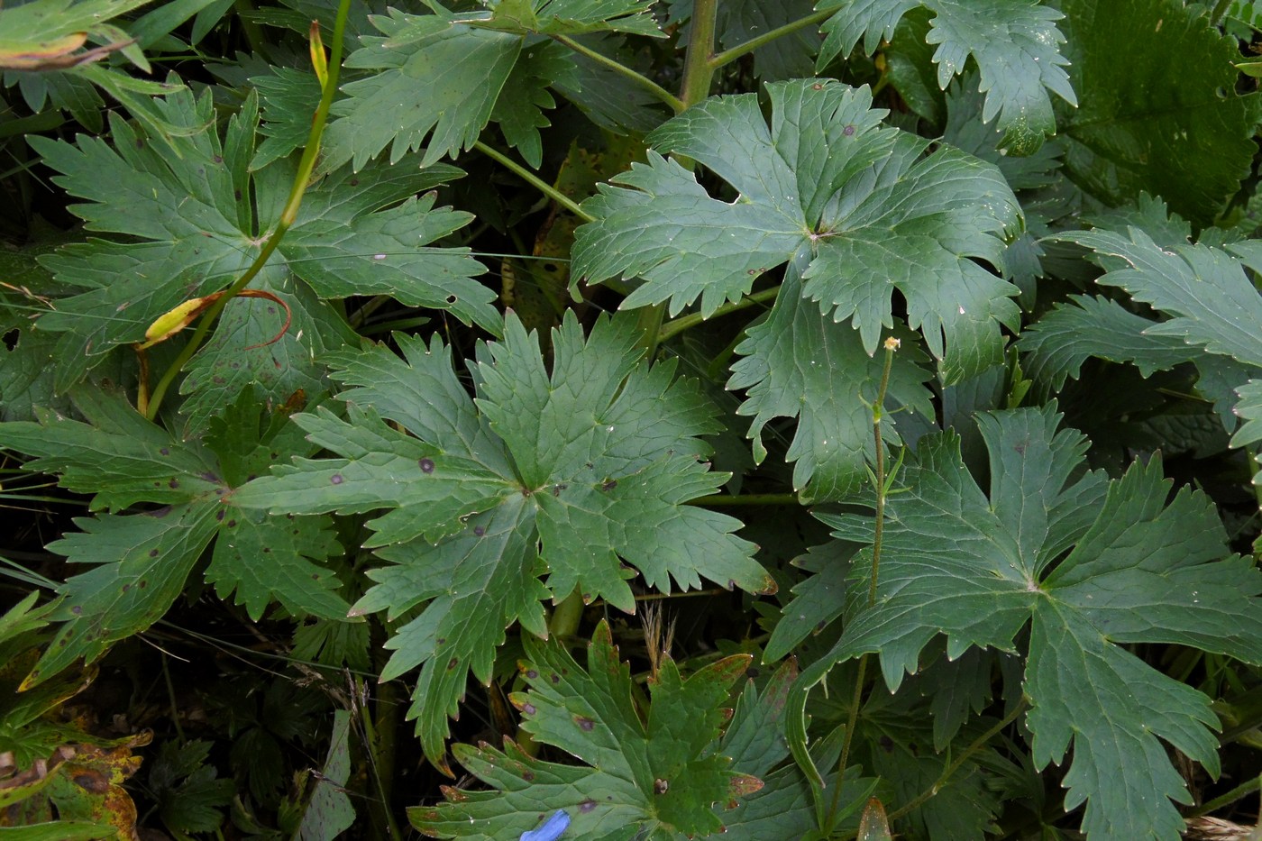 Image of Delphinium speciosum specimen.