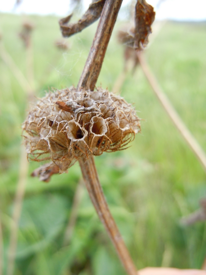 Image of Phlomoides tuberosa specimen.