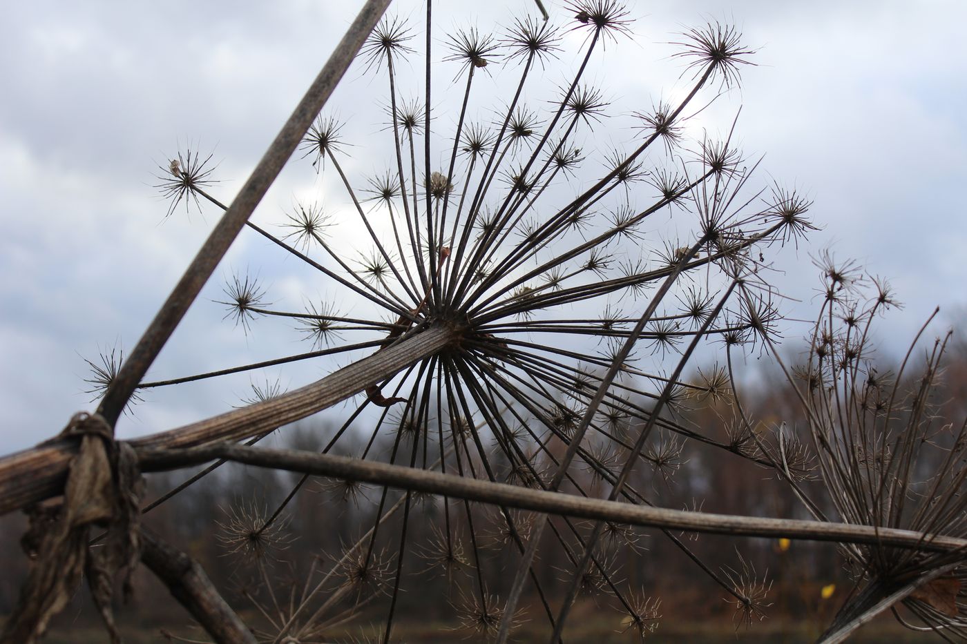 Image of Heracleum sosnowskyi specimen.