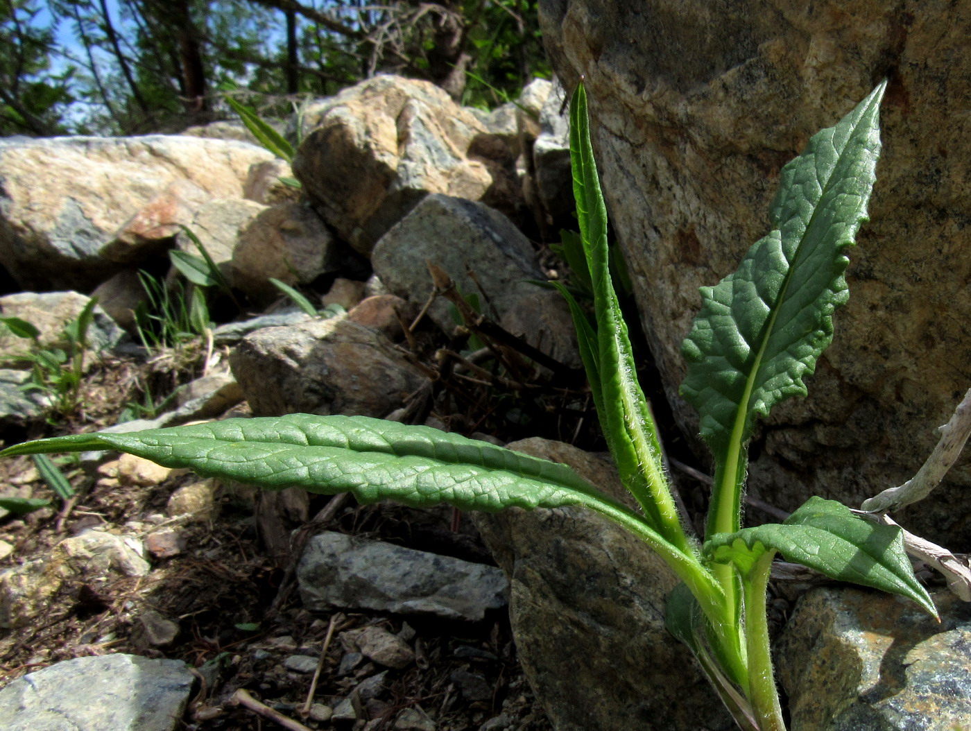 Image of Saussurea schweingruberi specimen.