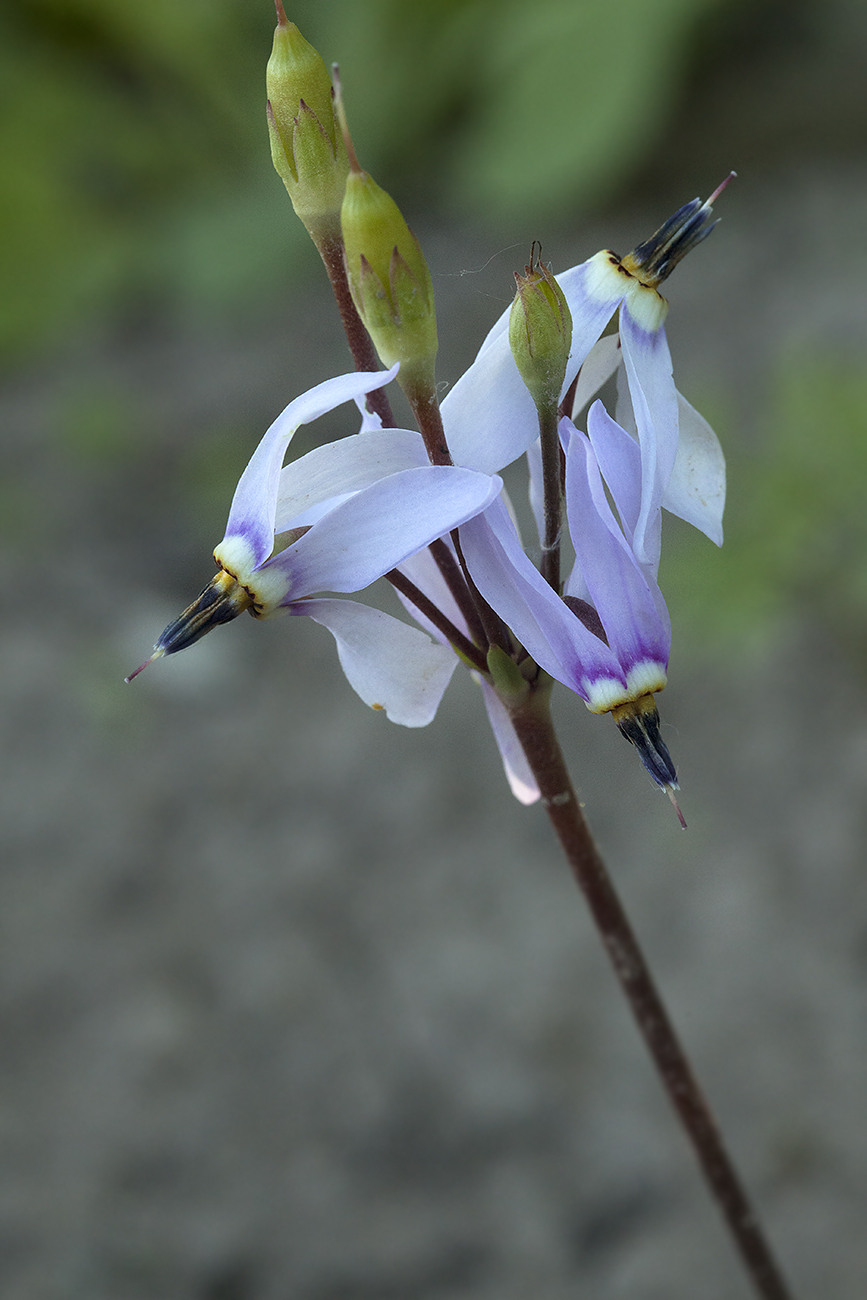 Image of Dodecatheon amethystinum specimen.