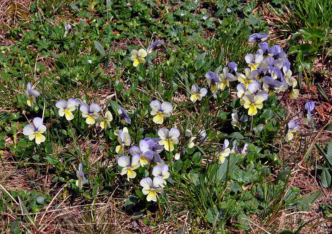 Image of Viola altaica specimen.