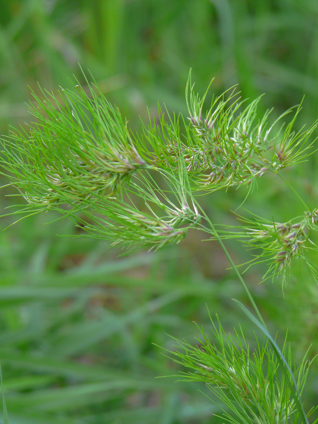 Изображение особи Poa bulbosa ssp. vivipara.