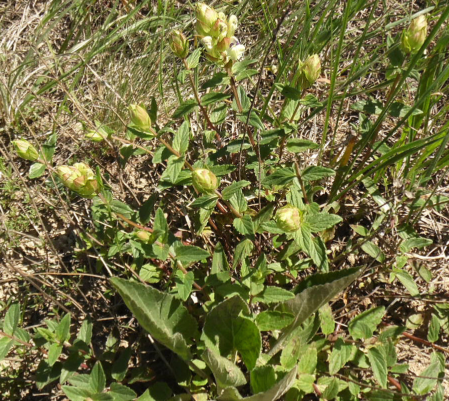 Изображение особи Scutellaria creticola.