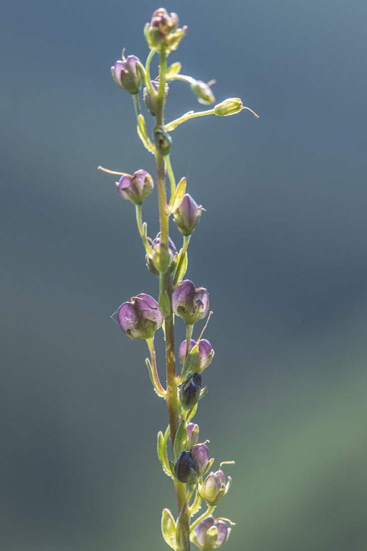 Image of Veronica gentianoides specimen.