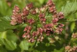 Physocarpus opulifolius. Соплодие с незрелыми плодами. Сахалинская обл., Томаринский р-н, окр. г. Томари, открытая луговина у подножия сопки, натурализовавшееся из культуры. 27.07.2017.