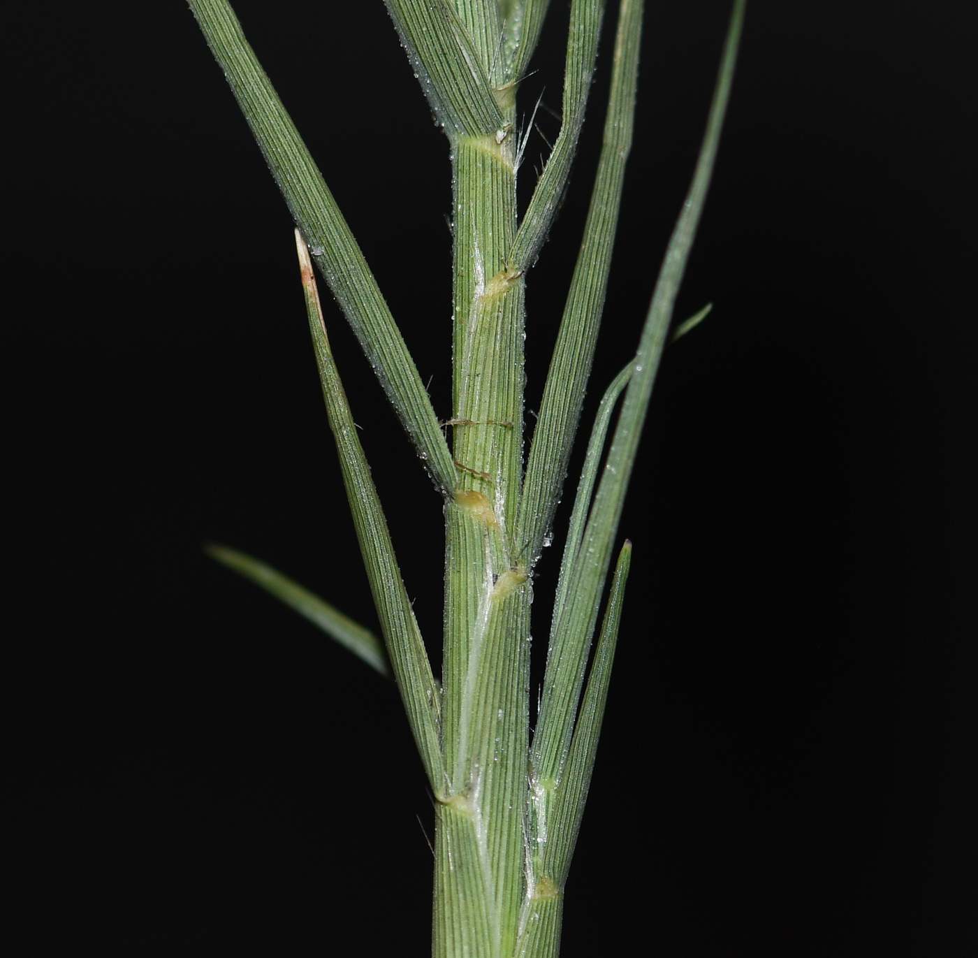 Image of Distichlis spicata specimen.