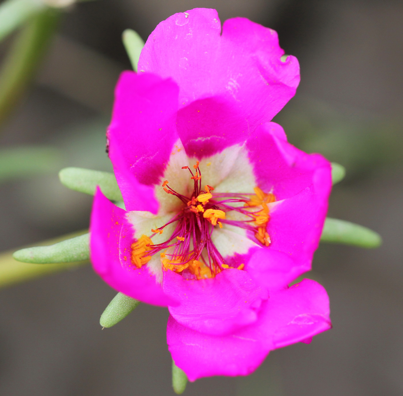 Изображение особи Portulaca grandiflora.