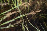 Смотреть изображение Carex omskiana