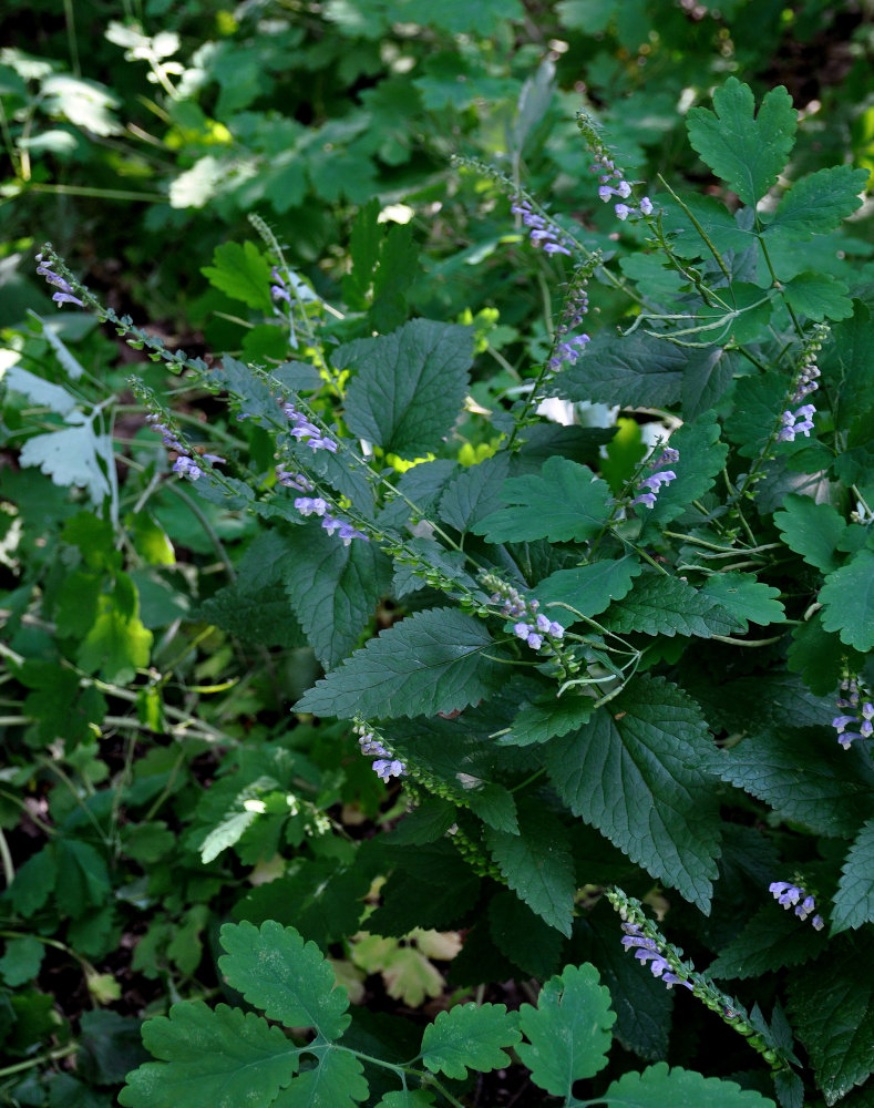Image of Scutellaria altissima specimen.