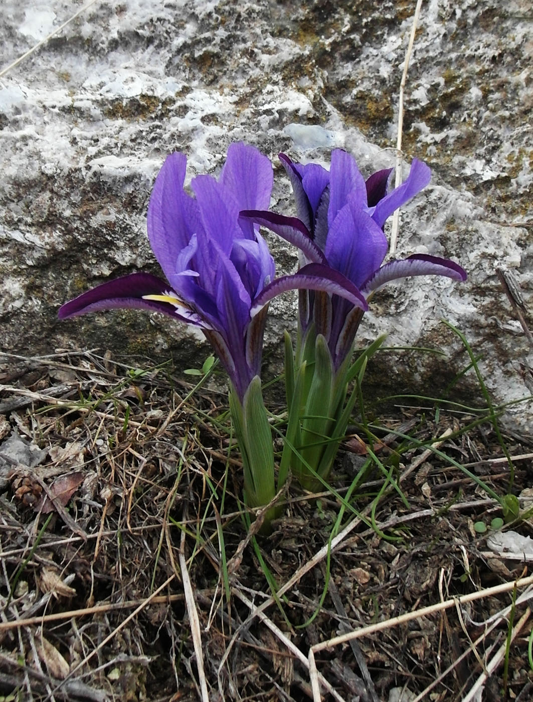 Image of Iridodictyum kolpakowskianum specimen.