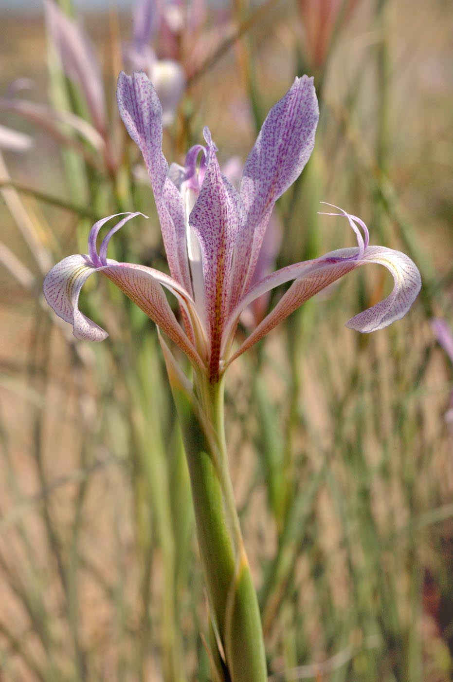 Image of Iris songarica specimen.