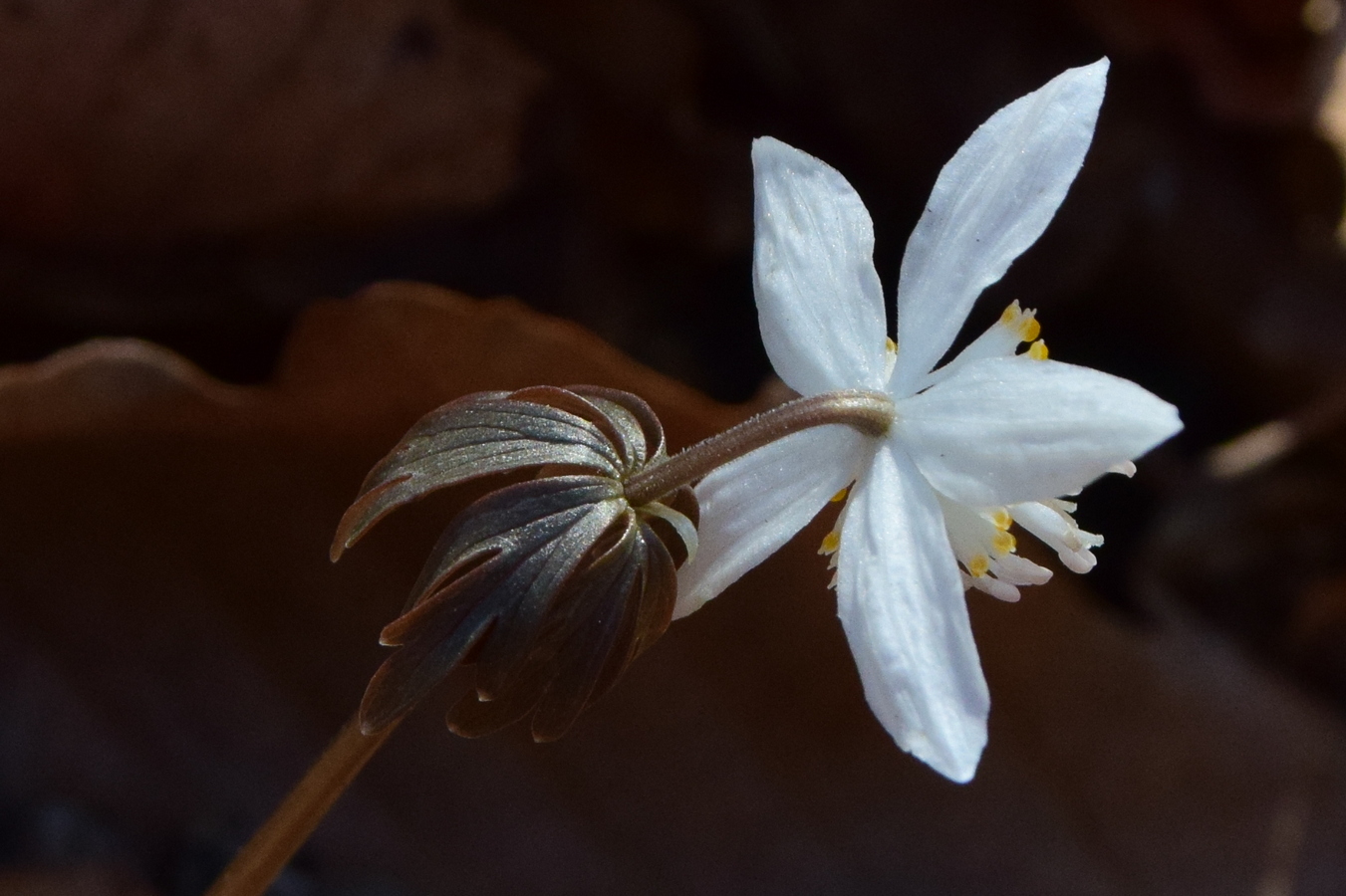 Изображение особи Eranthis stellata.