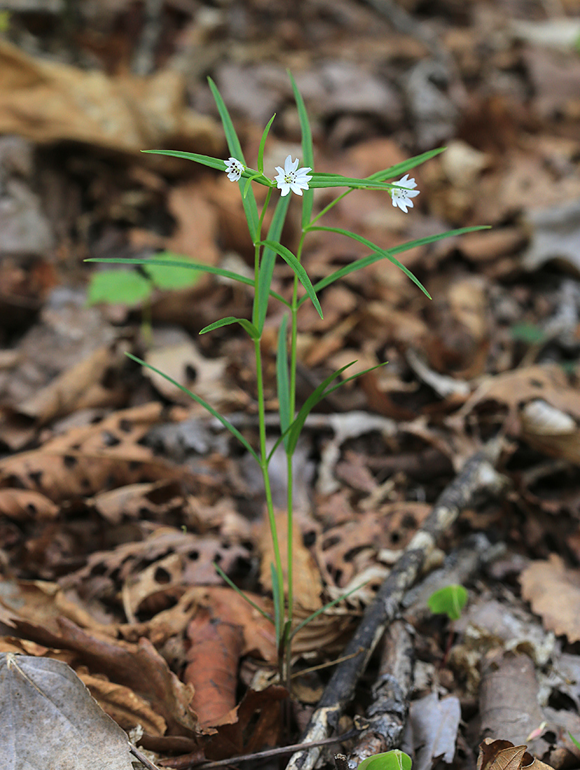 Изображение особи Pseudostellaria sylvatica.