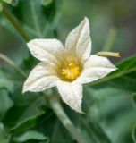 Coccinia sessilifolia