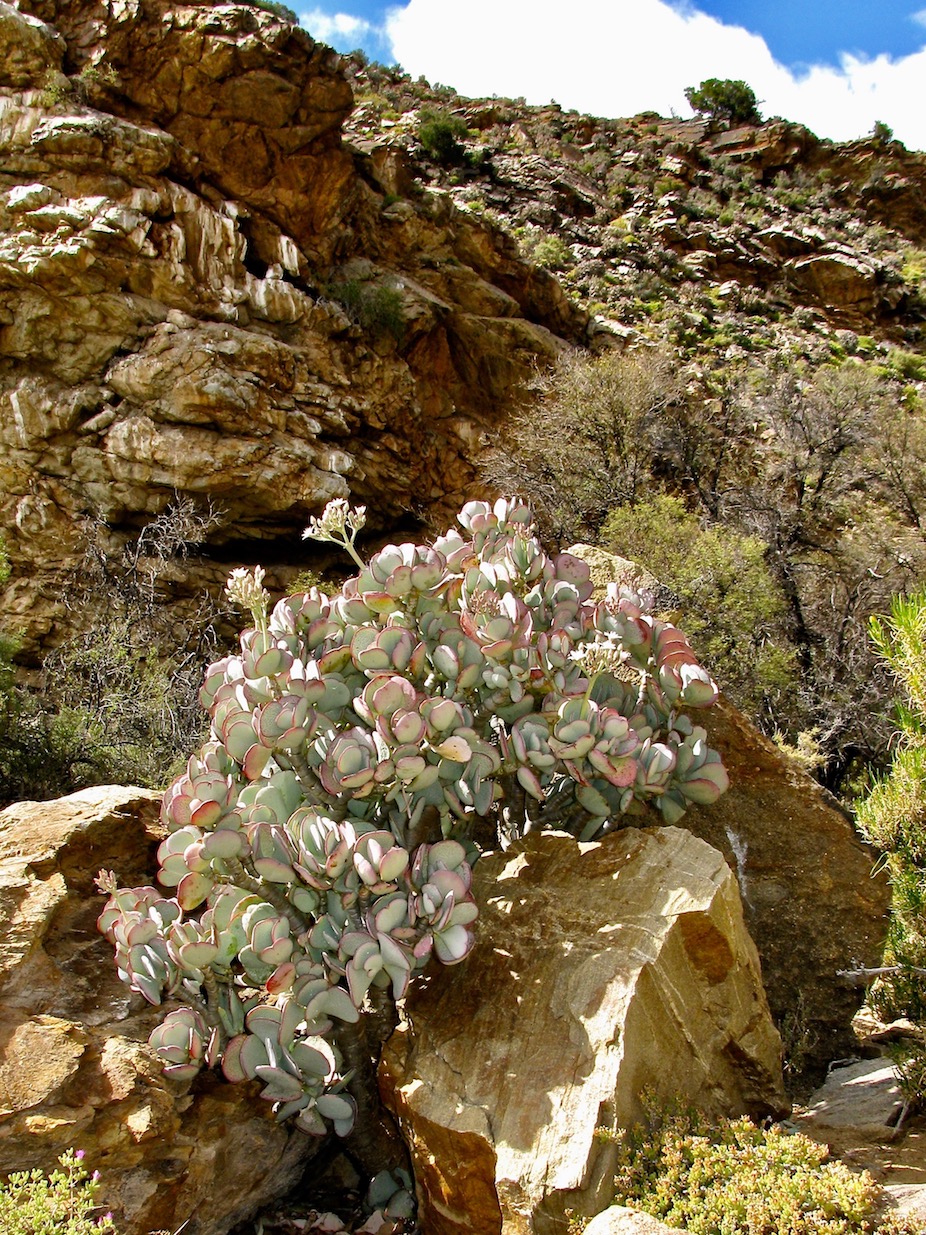 Изображение особи Crassula arborescens.