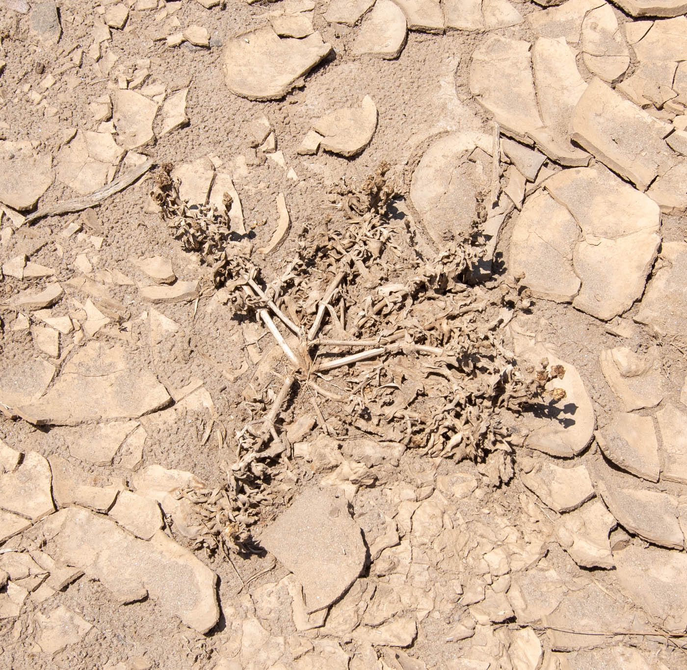 Image of Mesembryanthemum guerichianum specimen.