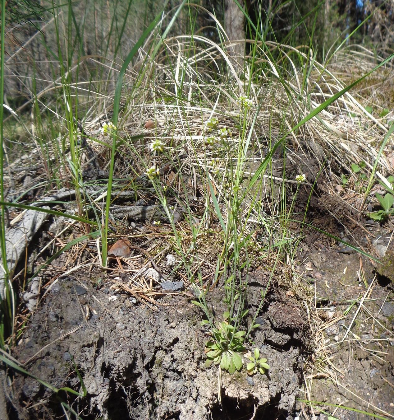 Image of Arabidopsis thaliana specimen.