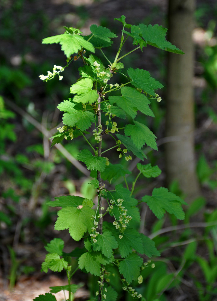 Изображение особи род Ribes.