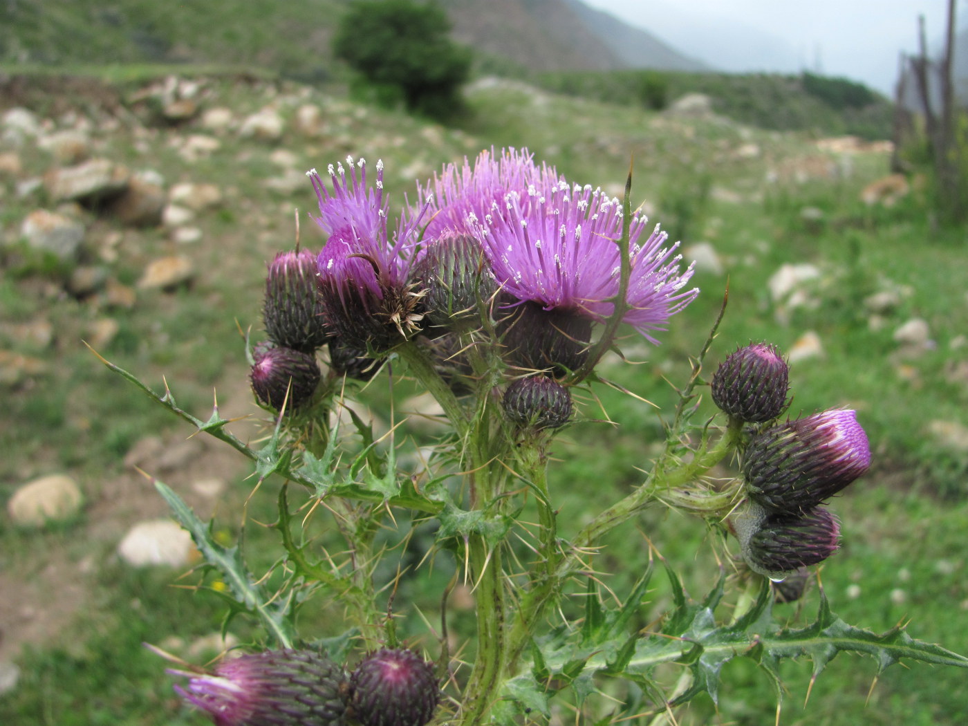 Image of Cirsium elbrusense specimen.