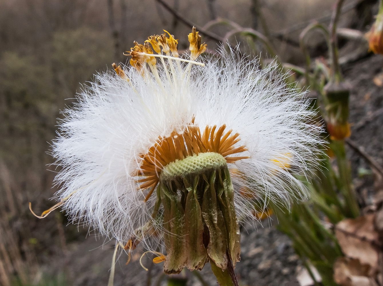 Image of Tussilago farfara specimen.