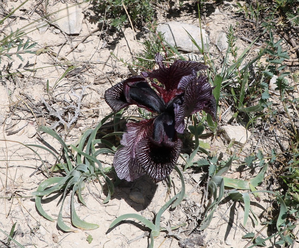 Изображение особи Iris lycotis.