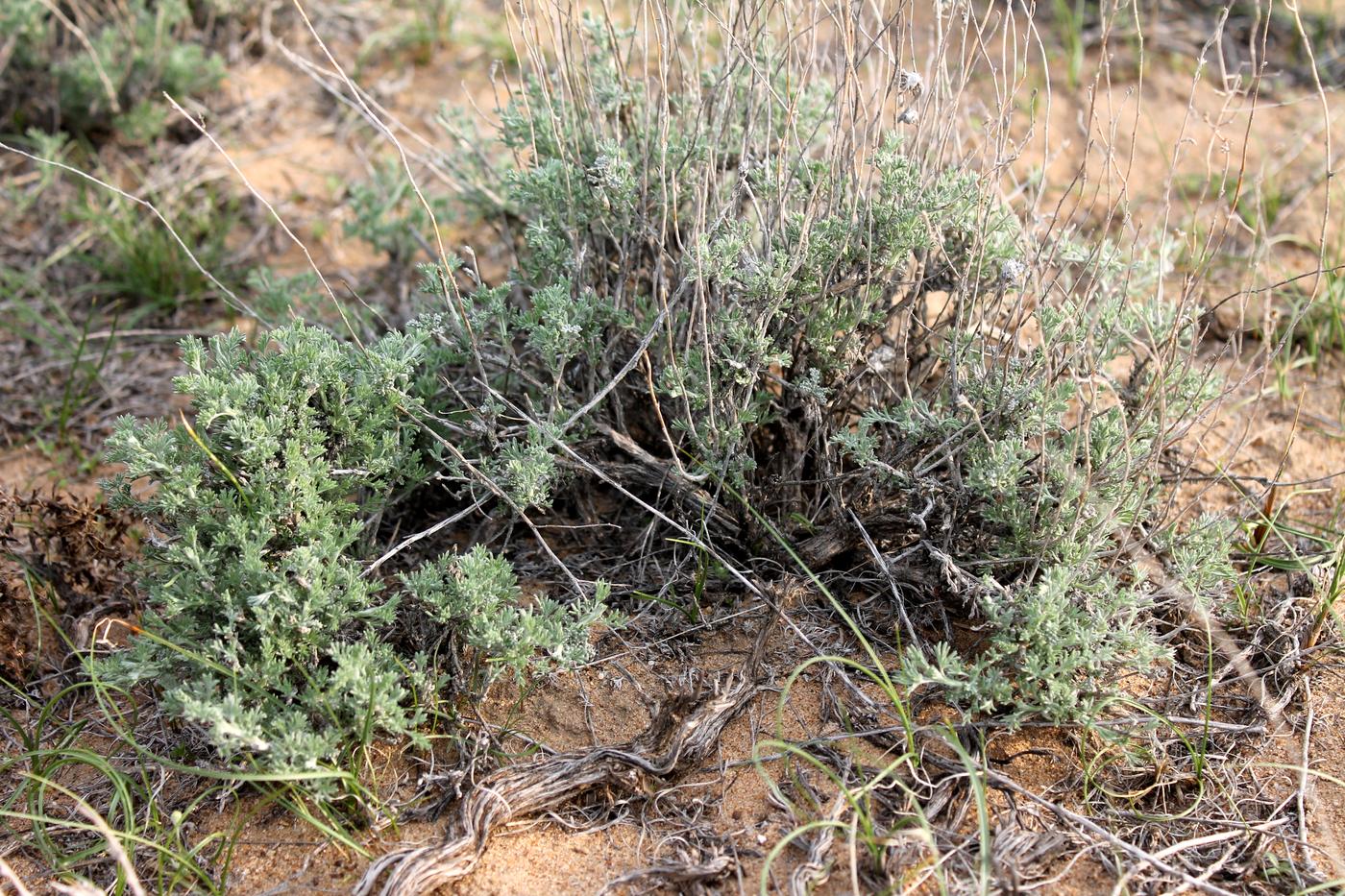 Изображение особи Artemisia terrae-albae.