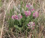 Pedicularis dasystachys