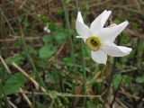 Смотреть изображение Narcissus poeticus